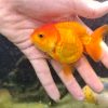 Cá vàng oranda - Gold fish