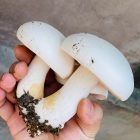 nấm hoàng đế ăn