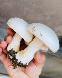 nấm hoàng đế ăn