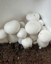 nấm hữu cơ dinh dưỡng hoàng đế